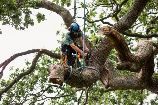 Trusted Orem, UT Tree Care Experts